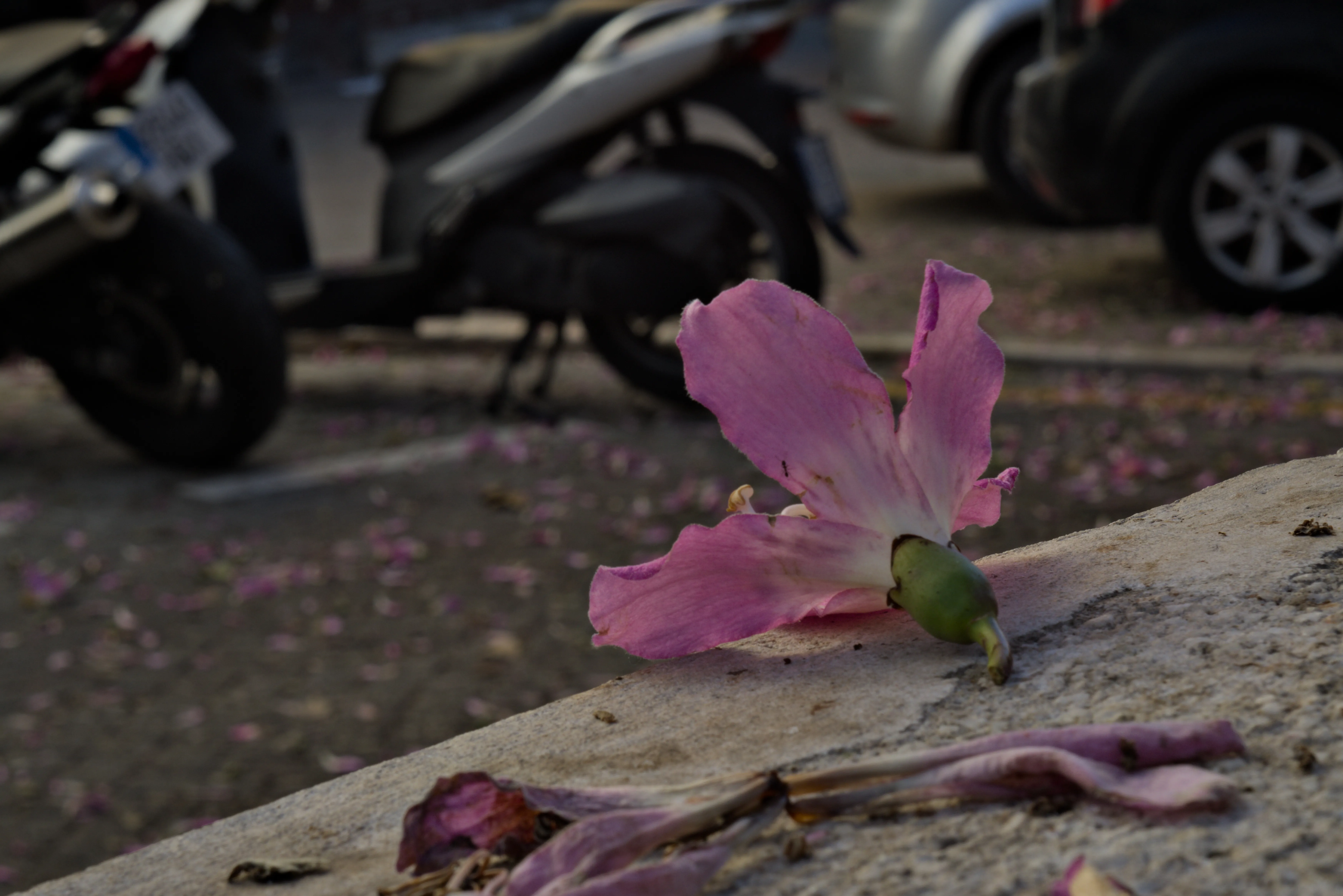 Industar-50-2 50mm f3.5 (M42) - _I4A0096.webp